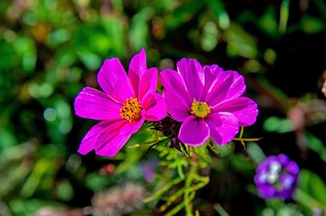 Fototapeta premium Multicolored inflorescences of ornamental plants that bloom in the middle of October on a flowerbed called Kwietna Łąka in the city of Białystok in Podlasie, Poland.