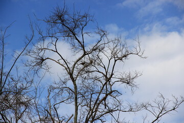 Look up at the top there are many large trees and branches.These big trees with green leaves full of natural origin and with the sky as the background.