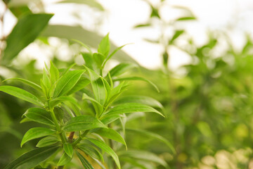 Natural fresh green leaves provide fresh air at the park.