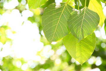 Fototapeta na wymiar Natural fresh green leaves provide fresh air at the park.