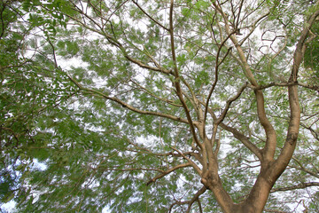 Green leaf and branch on the tree in the garden.A branch in a park.Refreshing and beautiful nature.