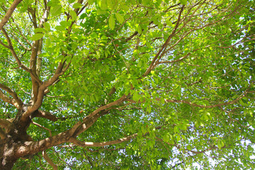 Green leaf and branch on the tree in the garden.A branch in a park.Refreshing and beautiful nature.