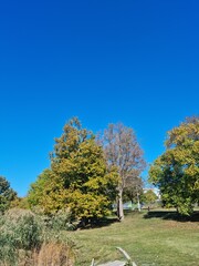 Green trees on a green meadow against the sky.