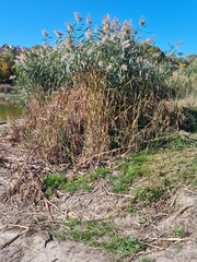 Reeds on the shore of the lake.