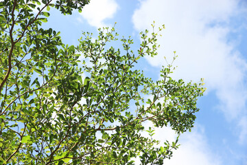Fototapeta na wymiar Tree branch on blue sky background.Refreshing and beautiful nature.
