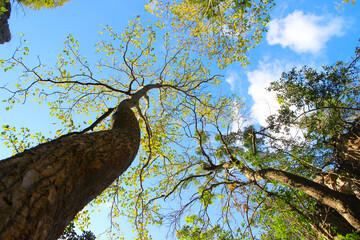Fototapeta premium Tree branch on blue sky background.Refreshing and beautiful nature.