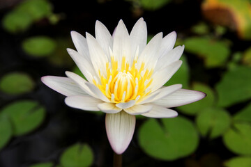 White lotus flowers in the swamp. It's beautiful and natural.