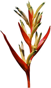 Heliconia psittacorum flower