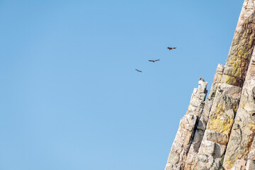 Vultures flying over Salto del Gitano crags. Monfrague National Park.