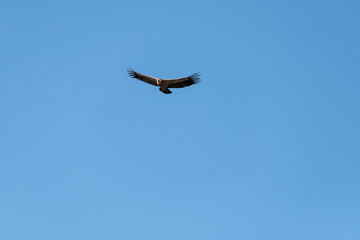 Fototapeta na wymiar Griffon Vulture (Gyps fulvus) in flight in Monfrague National Park, Extremadura, Spain.