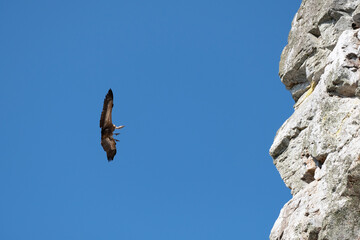 Griffon Vulture (Gyps fulvus) in flight in Monfrague National Park, Extremadura, Spain.