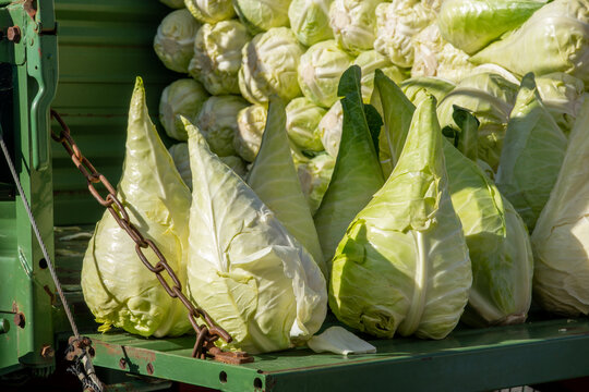 fresh harvested green pointed cabbages, cabbage heads on trailer