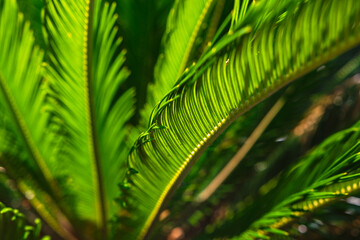 Sago palm or cycas revoluta plant leaves in focus.