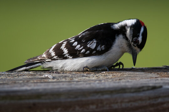 Downy Woodpecker on a wooden railing 