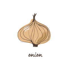 Onion vector illustration, hand drawn isolated on white background
