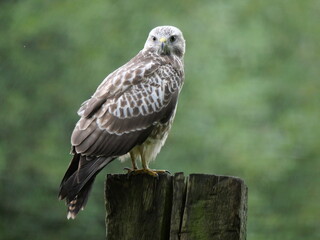 Buzzard looking out for prey