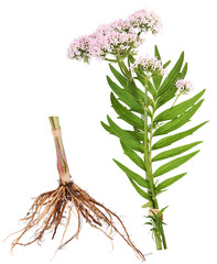 Valerian plant with root, transparency background