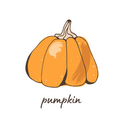 Pumpkin vector illustration, hand drawn isolated on white background