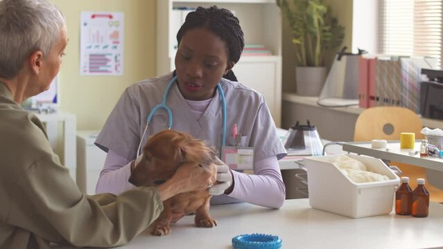 Young African American female vet examining brown long haired dachshund and talking to its owner