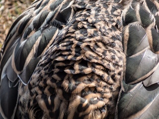 Predominantly mottled back feathers of the adult female mallard or wild duck (Anas platyrhynchos)