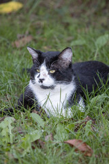 Chat de la campagne noir et blanc dans l'herbe