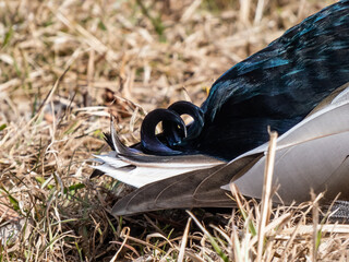 Close-up shot of the tail feathers of adult, breeding male mallard or wild duck (Anas platyrhynchos)