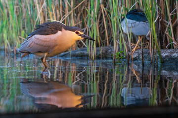 Black-crowned night herons (Nycticorax nycticorax) fishing  in shallow water