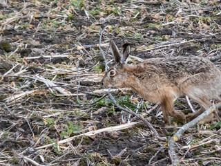 Close-up of the European hare or brown hare (Lepus europaeus) in the fields