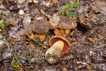 dotted stem bolete, mushroom hunt in october in bavarian forest
