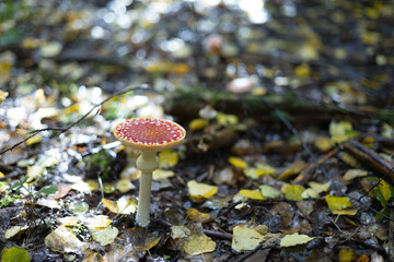 red mushroom in the forest