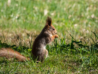 Naklejka na ściany i meble Close-up shot of the Red Squirrel (Sciurus vulgaris) with winter grey coat sitting on the ground and holding a pine cone in paws in bright sunlight with focus on eye