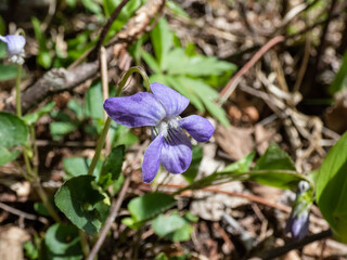 Close-up shot of the Common dog-violet or wood violet (Viola riviniana) with dark green, heart shaped leaves flowering with violet flowers in summer