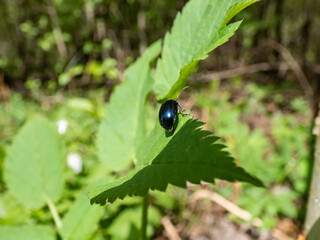 Macro shot of the Alder leaf beetle (agelastica alni) - black and metallic blue in colour on a green leaf
