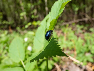 Macro shot of the Alder leaf beetle (agelastica alni) - black and metallic blue in colour on a green leaf