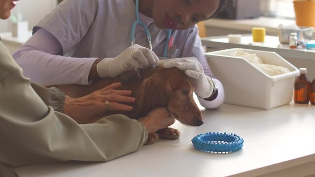 Young Black woman veterinarian examining brown long haired dachshund held by its owner on examination table in vet clinic