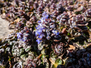 Macro shot of ground cover pyramidal bugle (Ajuga pyramidalis) 'Purple Crispa' with the pale...