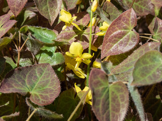 The Barrenwort (Epimedium perralichicum) 'Frohleiten' flowering with clusters of bright yellow flowers