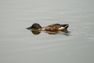 Beautiful portrait of a duck with a black head and yellow eyes in a marsh in the Valencian community, Spain
