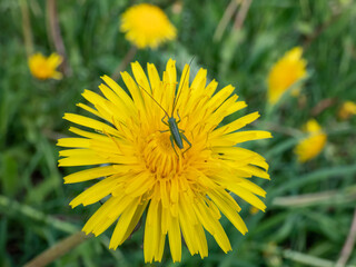 Macro shot of a tiny green grasshopper on a yellow dandelions (Lion's tooth) flowering in a meadow