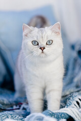Fototapeta na wymiar Britisch Kurzhaar Katze auf Blauer Decke im Wohnzimmer