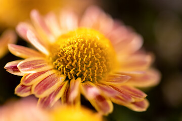 Bright yellow, red-brownish flower head of a Chrysanthemum or chrysanth, a flowering plant of the genus Chrysanthemum in the family Asteraceae. Macro close up with selective focus lit by bright sun