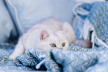 Britisch Kurzhaar Katze auf Blauer Decke im Wohnzimmer