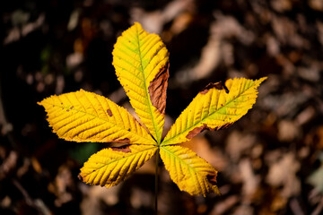 Colorful yellow, green-brownish, Horse Chestnut (Aesculus hippocastanum) leaf backlit by low autumn...
