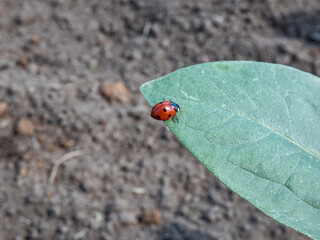 Close-up of walking ladybug the seven-spot ladybird (Coccinella septempunctata) on a grass blade