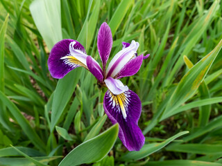 Rocky Mountain iris (Iris montana) flowering with blue to lavender to white, veined deeper violet flowers with sepals deeply veined lilac-purple, with yellow-white signal