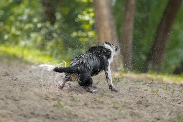A wet dog shakes off the water. Splashes in all directions