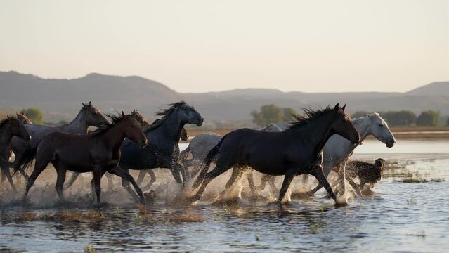 herd of wild horses crossing the water