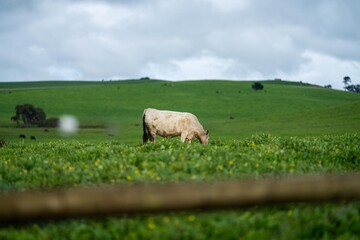 Regenerative agriculture cows in the field, grazing on grass and pasture in Australia, on a farming...