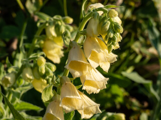 The yellow foxglove, big-flowered foxglove or large yellow foxglove (Digitalis grandiflora Mill.) flowering with pale yellow bell-shaped flowers