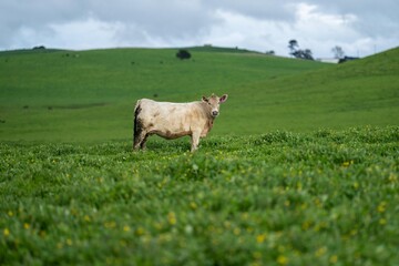 Stud Angus, wagyu, speckle park, Murray grey, Dairy and beef Cows and Bulls grazing on grass and pasture in a field. The animals are organic and free range, being grown on an agricultural farm in Aust